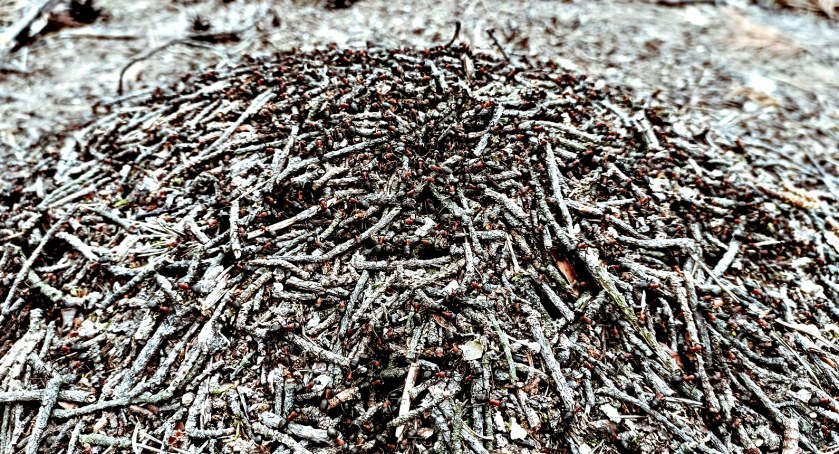 Płońszczak NA DOBRY DZIEŃ - 9.05.2022