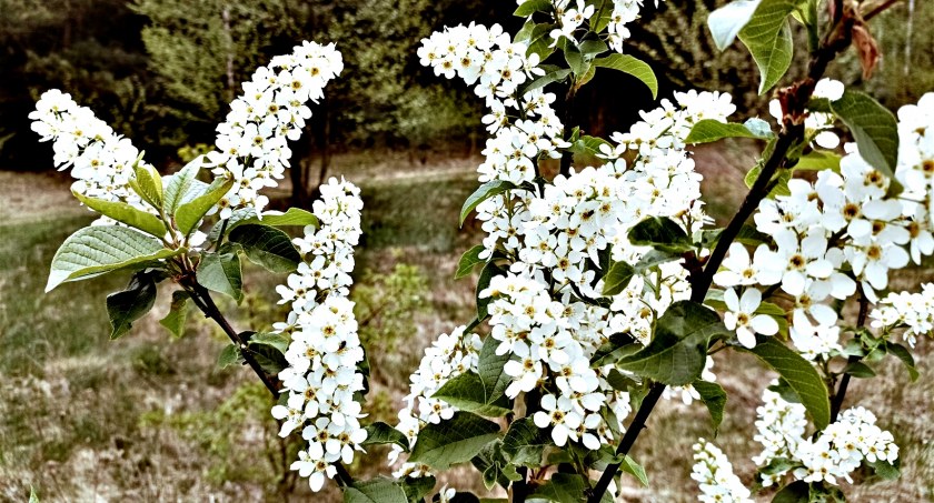 Płońszczak NA DOBRY DZIEŃ - 14.05.2022