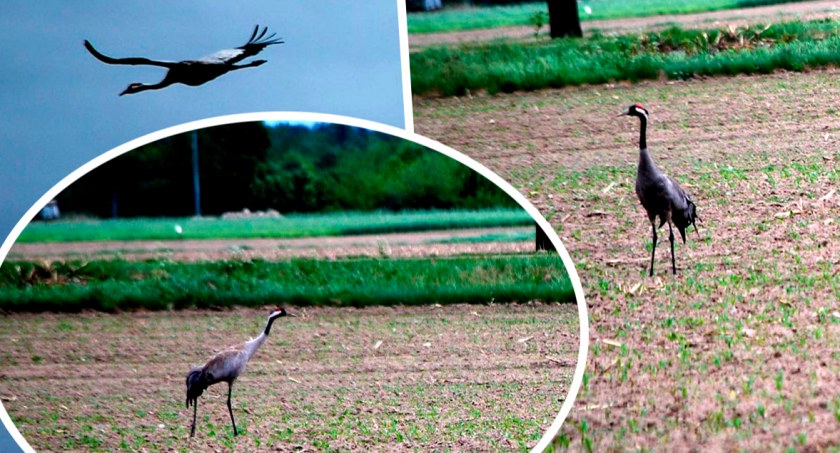 Płońszczak NA DOBRY DZIEŃ - 25.05.2022