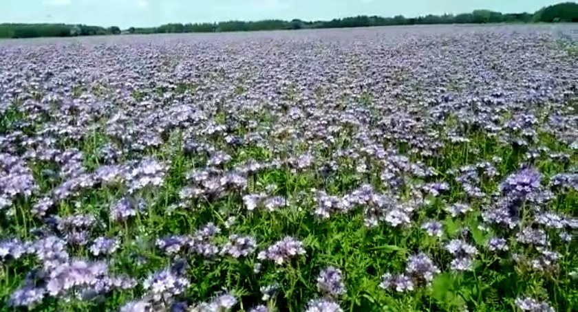 Płońszczak NA DOBRY DZIEŃ - 18.06.2022