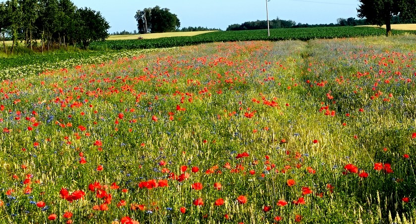 Płońszczak NA DOBRY DZIEŃ - 30.06.2022
