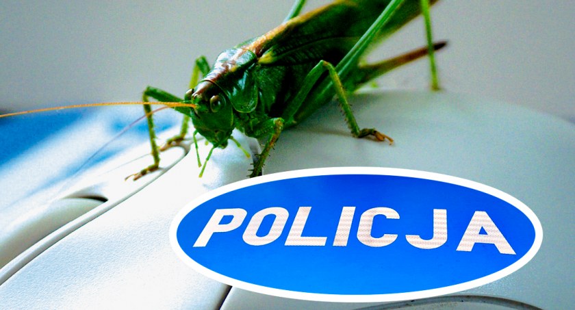 Kolejny apel policji o oszustwach w sieci - płońszczanka straciła 10 tys. złotych