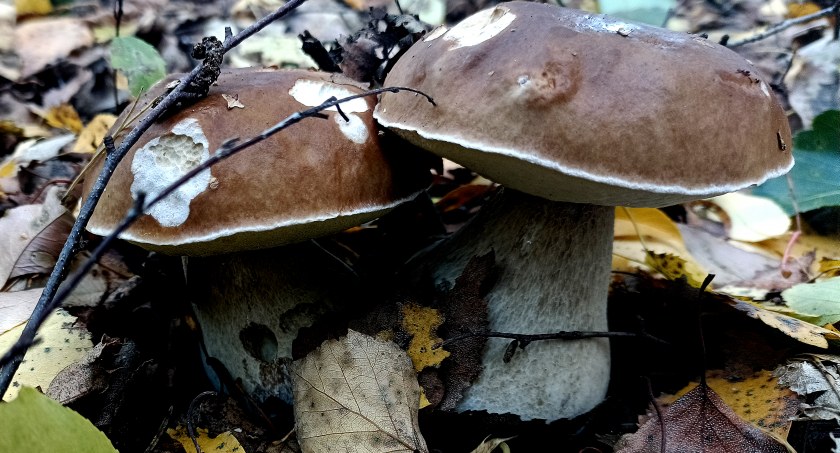 Płońszczak NA DOBRY DZIEŃ - 5.10.2022