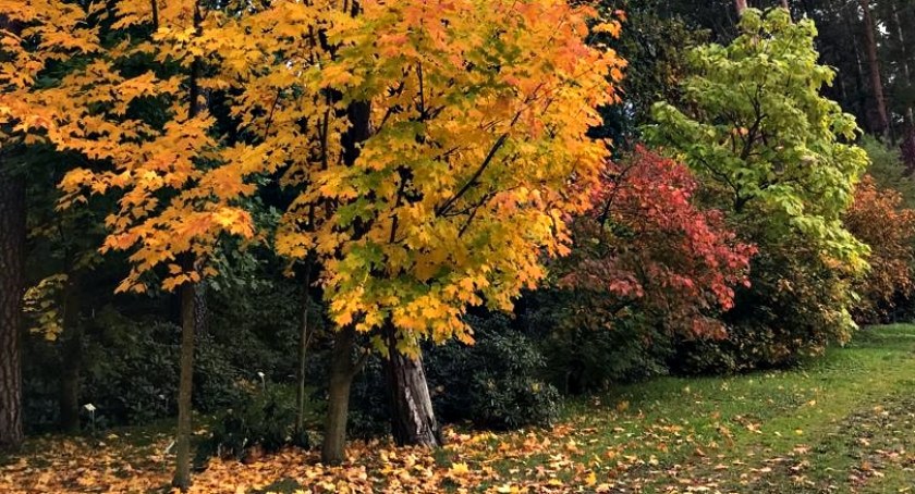 Płońszczak NA DOBRY DZIEŃ - 24.10.2022