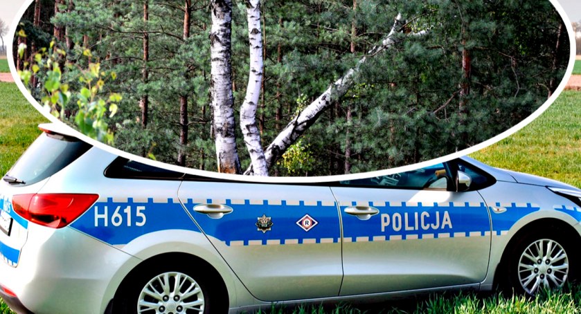 Trzech mężczyzn wycięło brzozy z prywatnego lasu w Bolęcinie