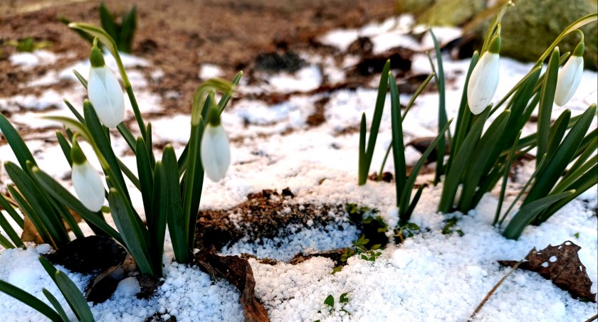 Płońszczak NA DOBRY DZIEŃ - 28.02.2023