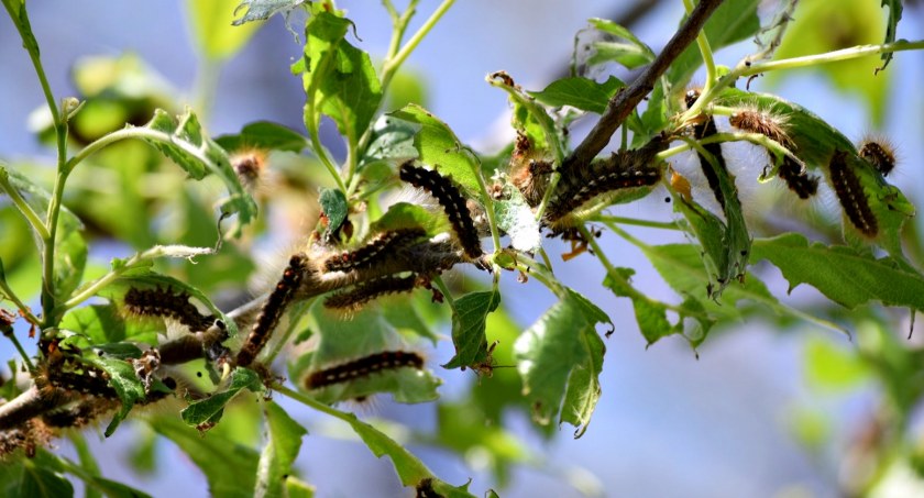Plaga w Bońkach!
