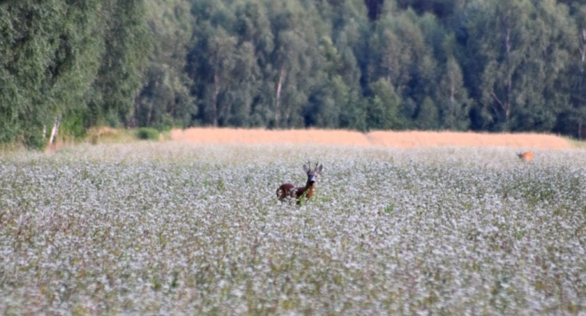 Płońszczak NA DOBRY DZIEŃ - 24.07.2023