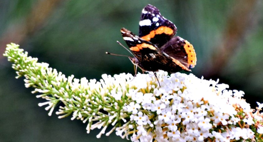 Płońszczak NA DOBRY DZIEŃ - 31.07.2023
