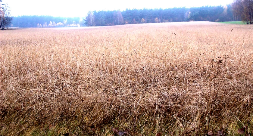 Płońszczak NA DOBRY DZIEŃ - 8.11.2023