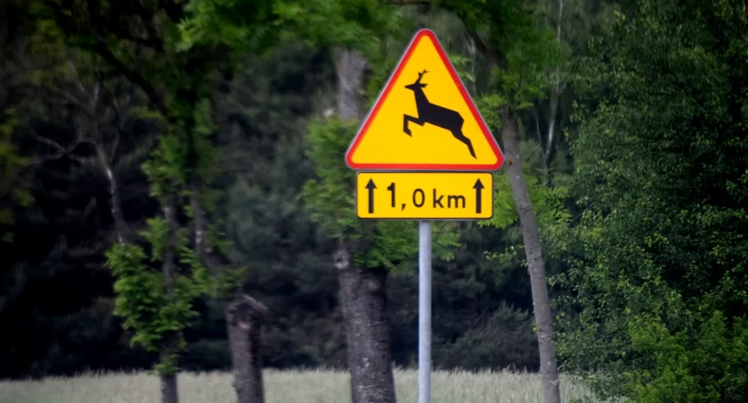 Kilkanaście zdarzeń z udziałem dzikich zwierząt