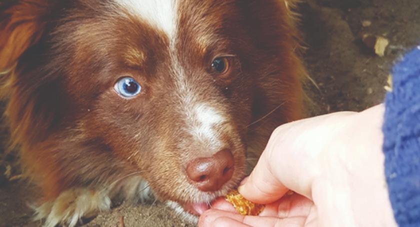 DZIEŃ ADOPCJI - daj mi dom, a będę Twoim przyjacielem - CYNAMON