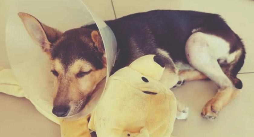 DZIEŃ ADOPCJI - daj mi dom, a będę Twoim przyjacielem - CZIKA