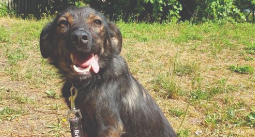 DZIEŃ ADOPCJI - daj mi dom, a będę Twoim przyjacielem - DORA