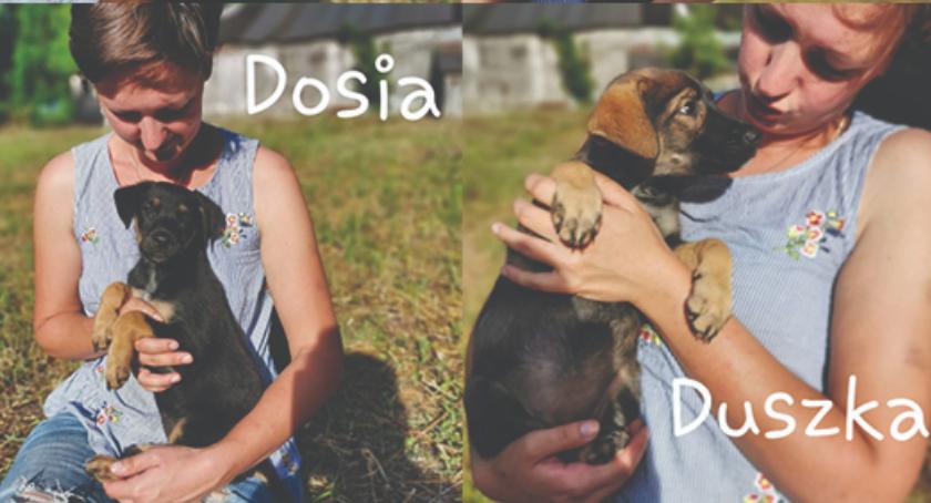DZIEŃ ADOPCJI - daj mi dom, a będę Twoim przyjacielem - SZCZENIAKI