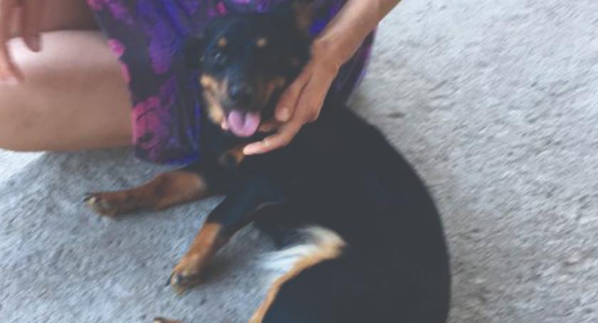 DZIEŃ ADOPCJI - daj mi dom, a będę Twoim przyjacielem - GALIA