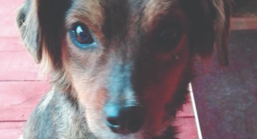 DZIEŃ ADOPCJI - daj mi dom, a będę Twoim przyjacielem - LUNA