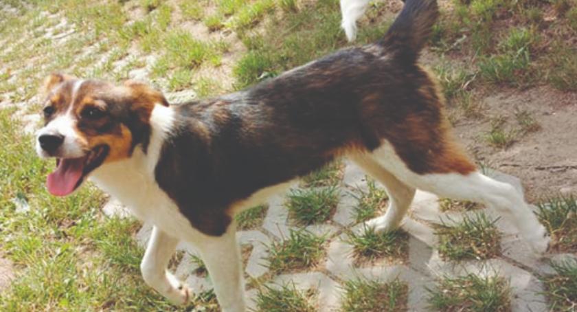 DZIEŃ ADOPCJI - daj mi dom, a będę Twoim przyjacielem - KROPKA