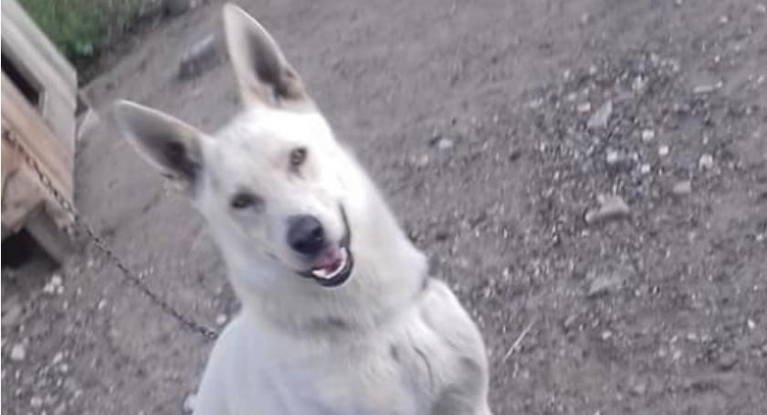 DZIEŃ ADOPCJI - daj mi dom, a będę Twoim przyjacielem - ŚNIEŻEK