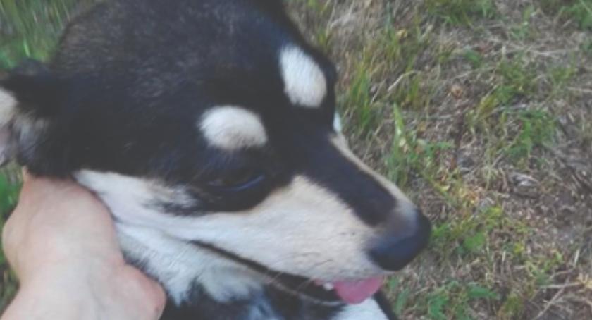 DZIEŃ ADOPCJI - daj mi dom, a będę Twoim przyjacielem - SOSENKA