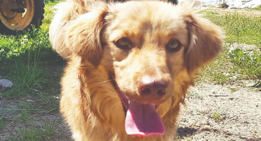 DZIEŃ ADOPCJI - daj mi dom, a będę Twoim przyjacielem - SZELEK