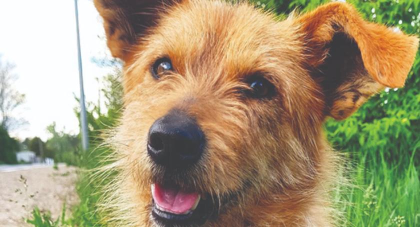 DZIEŃ ADOPCJI - daj mi dom, a będę Twoim przyjacielem - TEDDY