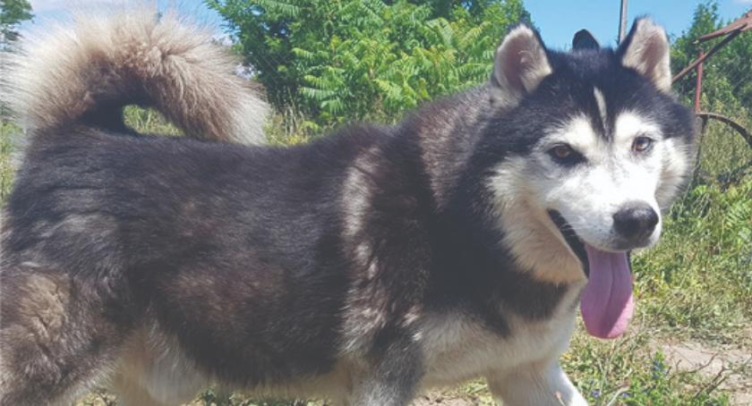 DZIEŃ ADOPCJI - daj mi dom, a będę Twoim przyjacielem - TYMON