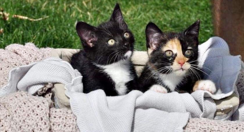 Kochasz kotki - te czekają na adopcję