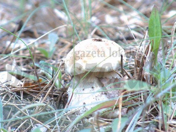 Zbierajmy grzyby z rozwagą