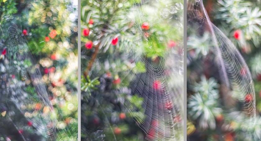 Magdalena Tok wygrała konkurs fotograficzny!