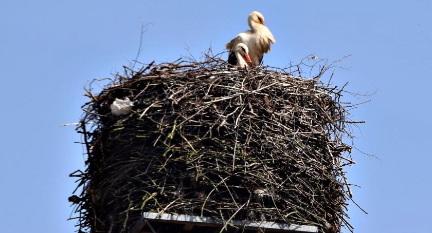 Płońszczak NA DOBRY DZIEŃ - 1.04.2019