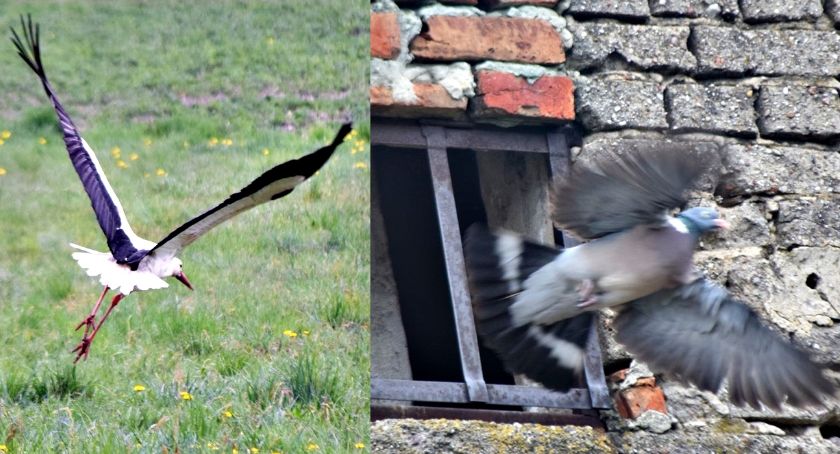 Płońszczak NA DOBRY DZIEŃ - 29.04.2019