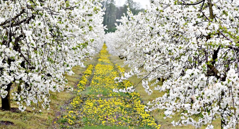 Płońszczak NA DOBRY DZIEŃ - 30.04.2019