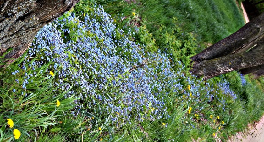 Płońszczak NA DOBRY DZIEŃ - 15.05.2019