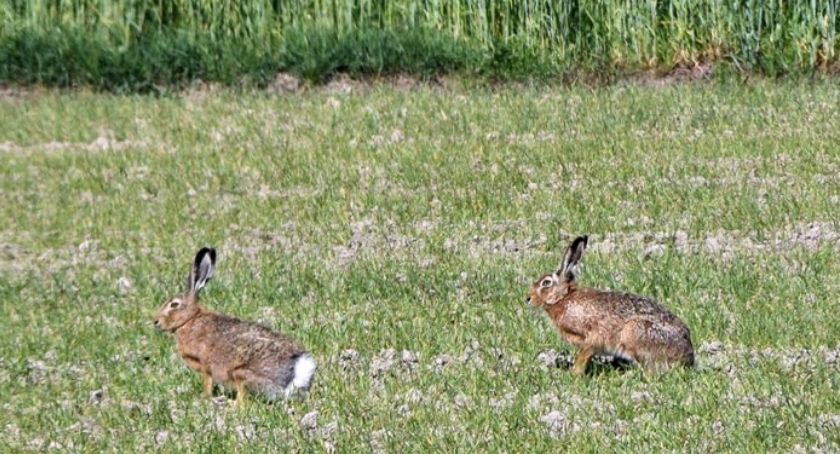 Płońszczak NA DOBRY DZIEŃ - 16.05.2019