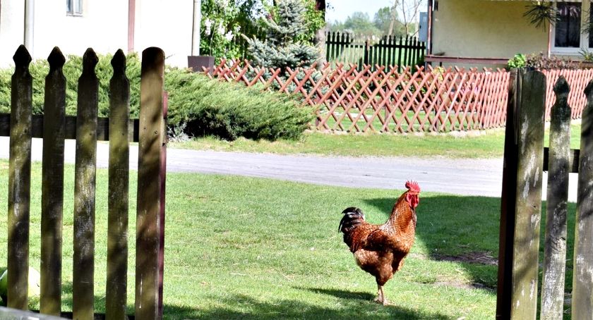 Płońszczak NA DOBRY DZIEŃ - 17.05.2019
