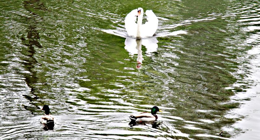 Płońszczak NA DOBRY DZIEŃ - 18.05.2019