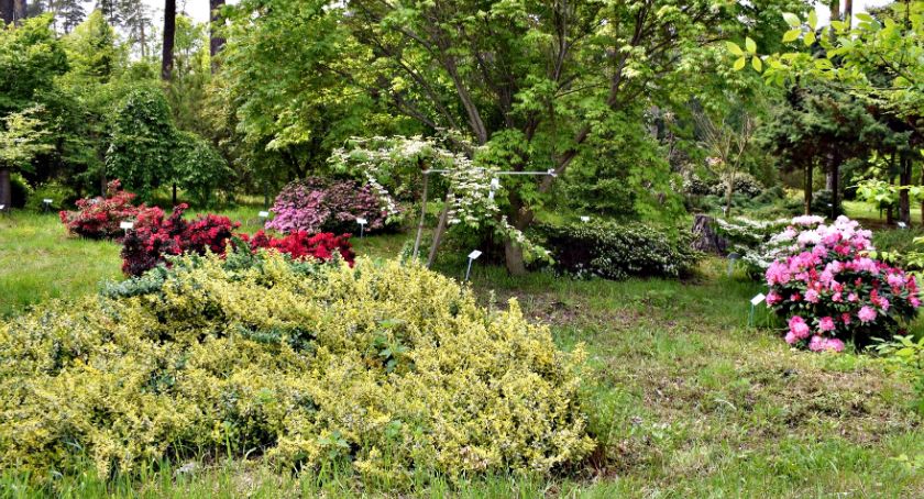 Płońszczak NA DOBRY DZIEŃ - 20.05.2019