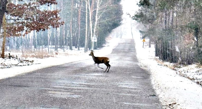 Od początku roku aż 46 zdarzeń z udziałem dzikiej zwierzyny