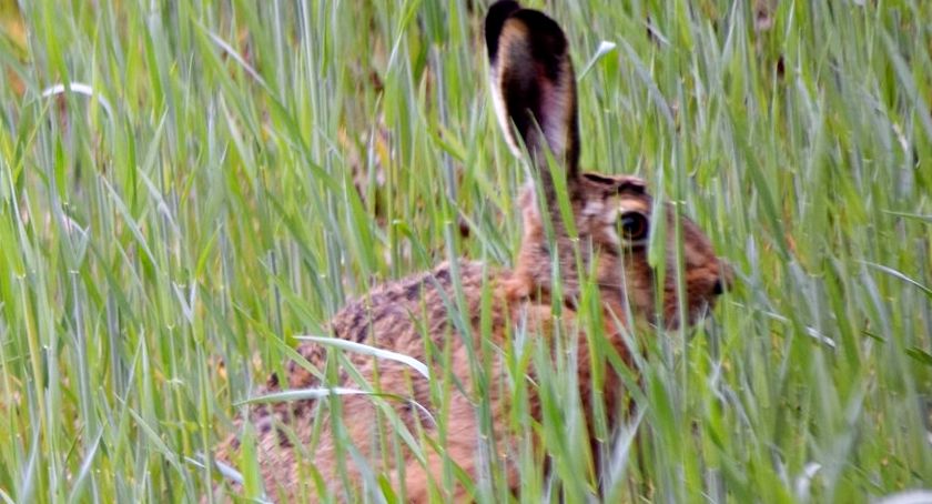 Płońszczak NA DOBRY DZIEŃ - 22.05.2019