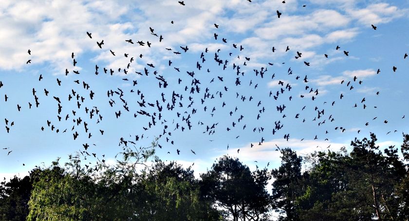 Płońszczak NA DOBRY DZIEŃ - 23.05.2019