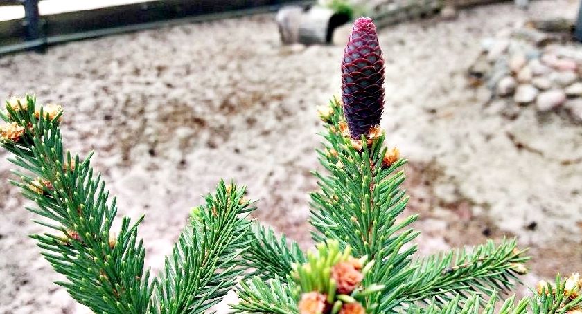 Płońszczak NA DOBRY DZIEŃ - 25.05.2019