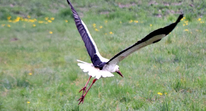 Płońszczak NA DOBRY DZIEŃ - 29.05.2019