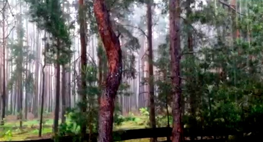 Płońszczak NA DOBRY DZIEŃ - 7.06.2019