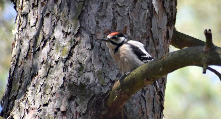 Płońszczak NA DOBRY DZIEŃ - 21.06.2019