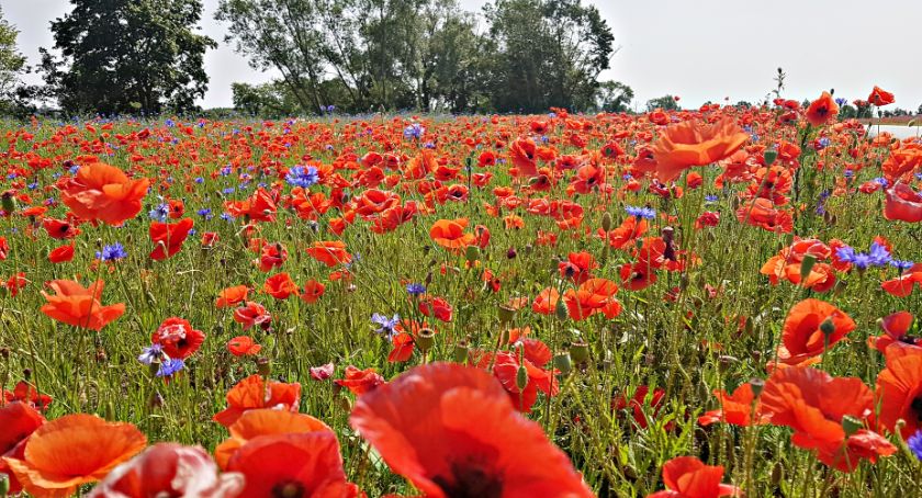 Płońszczak NA DOBRY DZIEŃ - 26.06.2019