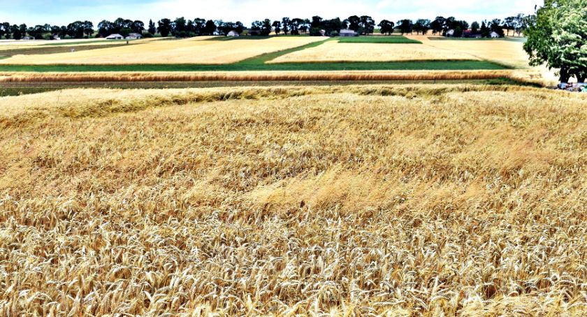 Płońszczak NA DOBRY DZIEŃ - 15.07.2019