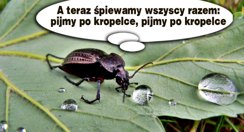 Płońszczak NA DOBRY DZIEŃ - 30.08.2019
