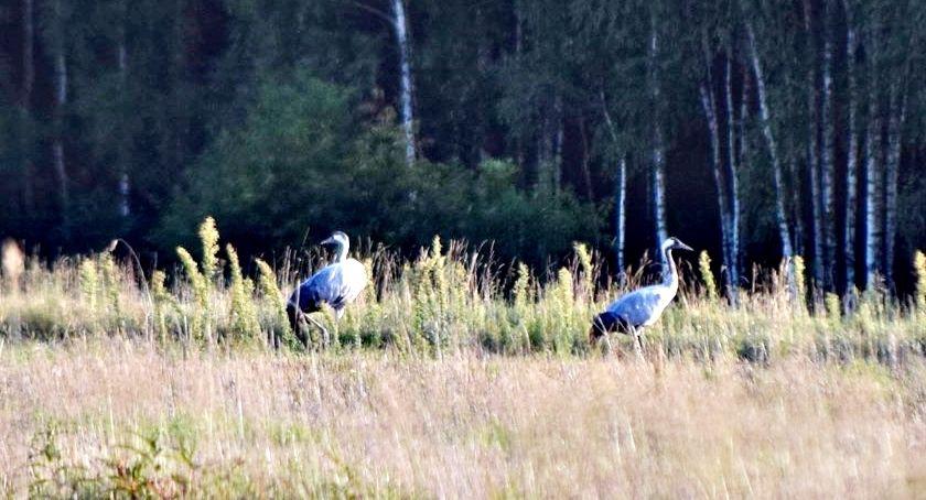 Płońszczak NA DOBRY DZIEŃ - 4.09.2019