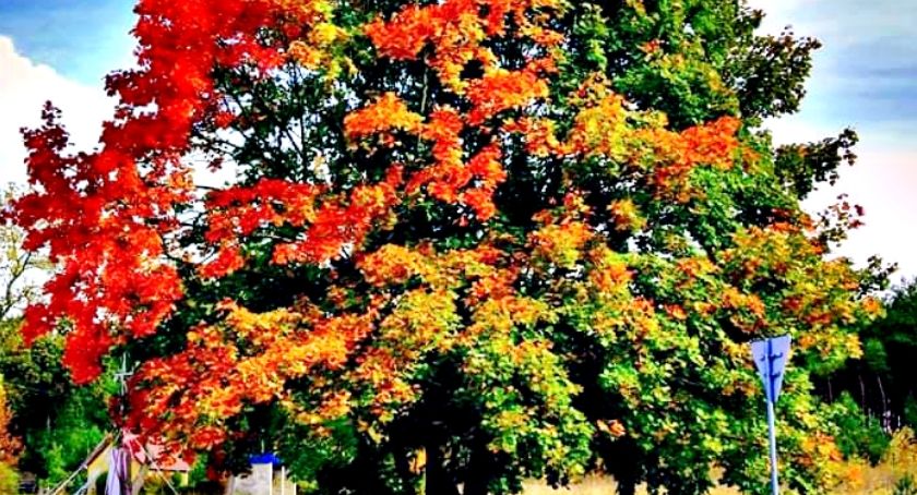 Płońszczak NA DOBRY DZIEŃ - 8.10.2019